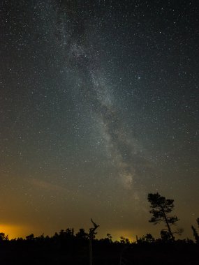 Güzel Samanyolu galaksisinin bir gece gökyüzü ve ağaç silüeti
