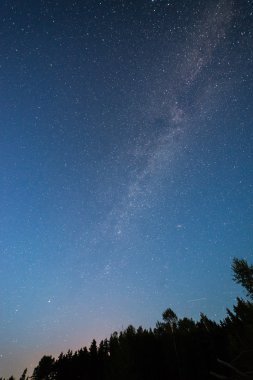 Güzel Samanyolu galaksisinin bir gece gökyüzü ve ağaç silüeti