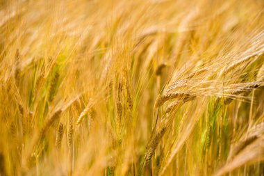 Sarı buğday alanı kapatmak makro resmi