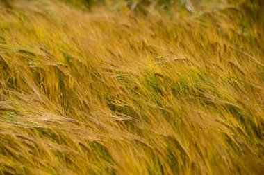 Sarı buğday alanı kapatmak makro resmi