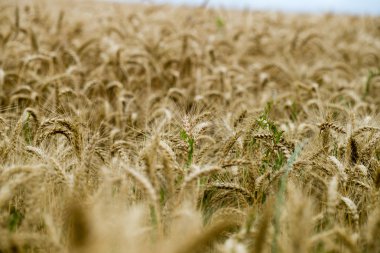 Sarı buğday alanı kapatmak makro resmi