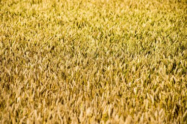 Sarı buğday alanı kapatmak makro resmi