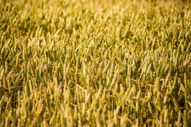 Sarı buğday alanı kapatmak makro resmi