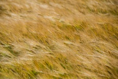 Sarı buğday alanı kapatmak makro resmi