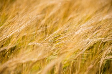 Sarı buğday alanı kapatmak makro resmi