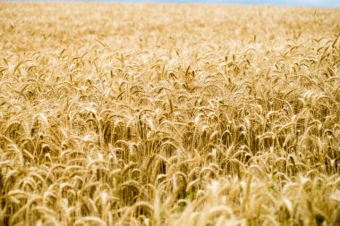 Sarı buğday alanı kapatmak makro resmi