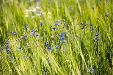 Yeşil buğday alanı kapatmak makro resmi