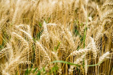 Sarı buğday alanı kapatmak makro resmi