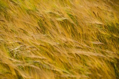 Sarı buğday alanı kapatmak makro resmi