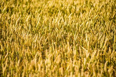 Sarı buğday alanı kapatmak makro resmi