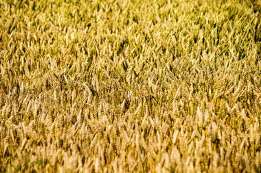 Sarı buğday alanı kapatmak makro resmi
