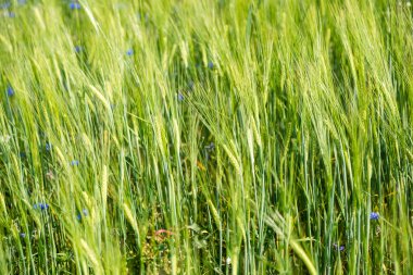 Yeşil buğday alanı kapatmak makro resmi