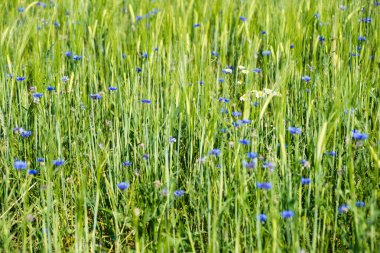 Yeşil buğday alanı kapatmak makro resmi