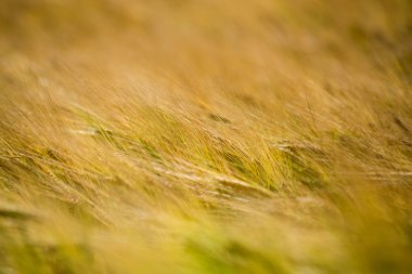 Sarı buğday alanı kapatmak makro resmi