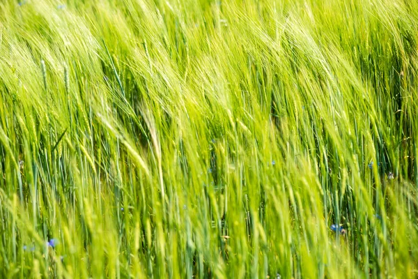 Зелене пшеничне поле крупним планом макрофотографія — стокове фото