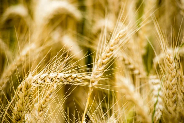 Yellow wheat field close up macro photograph — Stock Photo, Image