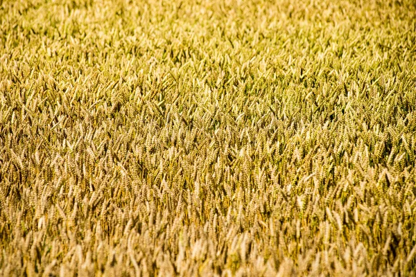 노란 밀밭이 닫습니다 매크로 사진 — 스톡 사진