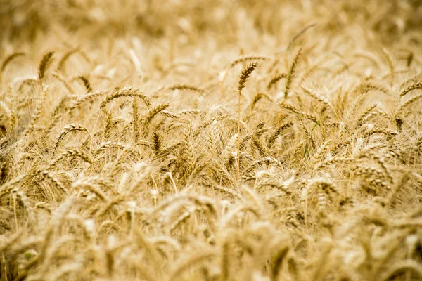 Campo di grano giallo primo piano macro fotografia — Foto Stock