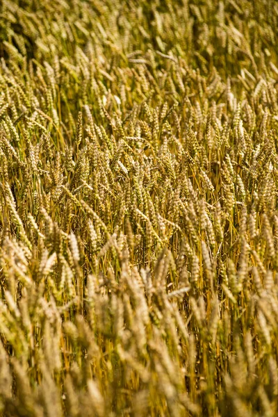 Campo de trigo amarelo fechar macrofotografia — Fotografia de Stock