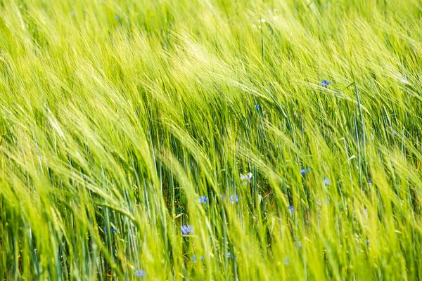 Campo de trigo verde cerca macro fotografía — Foto de Stock