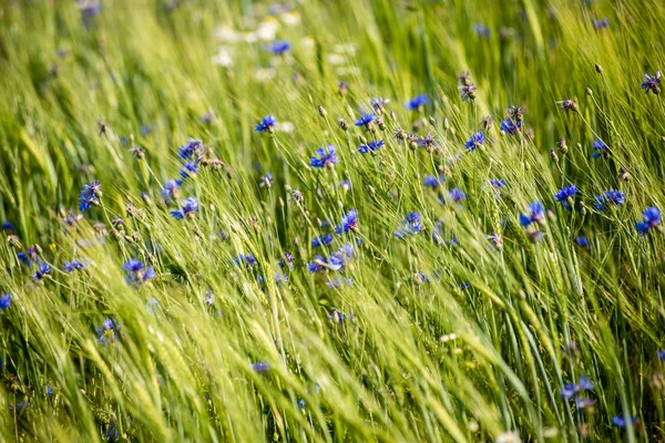 매크로 사진을 가까이 녹색 밀밭 — 스톡 사진