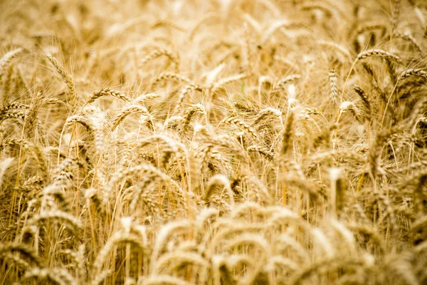 Campo di grano giallo primo piano macro fotografia — Foto Stock