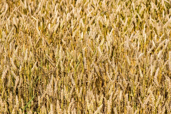 Gula vetefält närbild makro fotografi — Stockfoto
