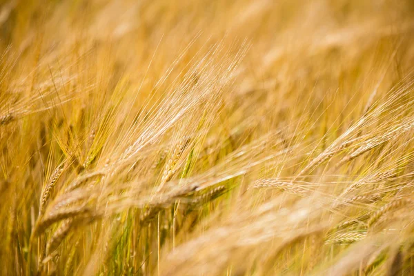 Campo de trigo amarillo cerca macro fotografía —  Fotos de Stock