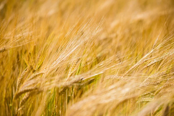 Campo de trigo amarelo fechar macrofotografia — Fotografia de Stock