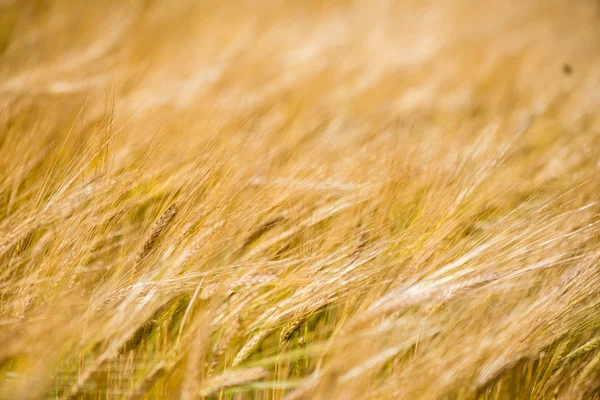 Campo de trigo amarelo fechar macrofotografia — Fotografia de Stock