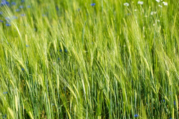 Campo de trigo verde cerca macro fotografía — Foto de Stock