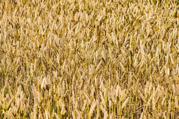 Campo de trigo amarelo fechar macrofotografia — Fotografia de Stock