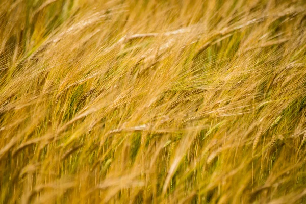Žluté pšeničné pole zblízka makro fotografii — Stock fotografie