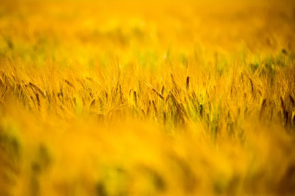 Campo de trigo amarillo cerca macro fotografía —  Fotos de Stock