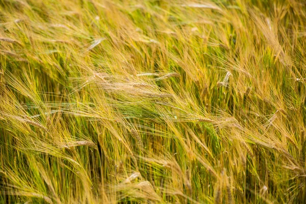 Žluté pšeničné pole zblízka makro fotografii — Stock fotografie