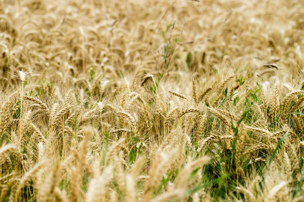 Campo de trigo amarelo fechar macrofotografia — Fotografia de Stock