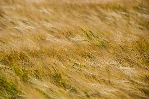 Yellow wheat field close up macro photograph — Stock Photo, Image