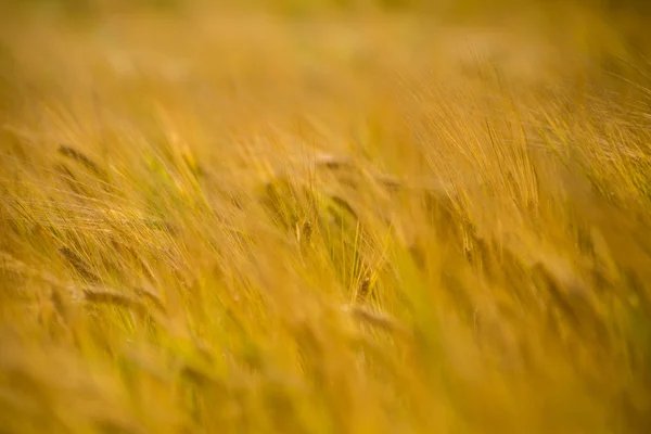 Campo de trigo amarelo fechar macrofotografia — Fotografia de Stock