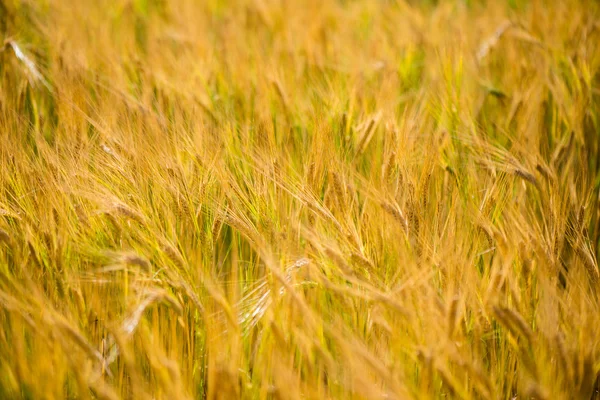 Campo de trigo amarelo fechar macrofotografia — Fotografia de Stock