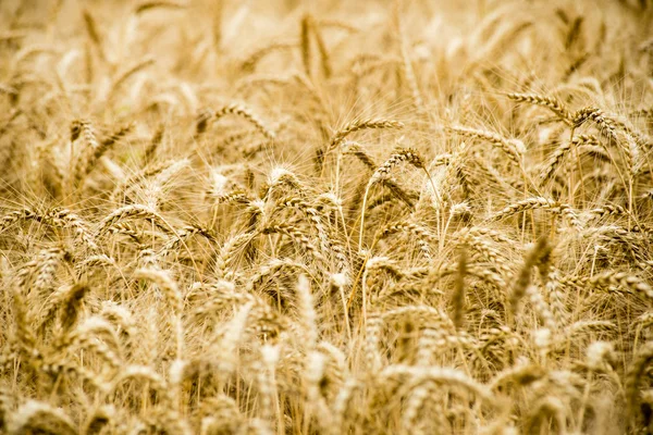 Campo di grano giallo primo piano macro fotografia — Foto Stock