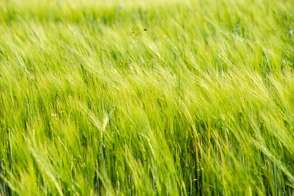 Campo de trigo verde fechar macrofotografia — Fotografia de Stock