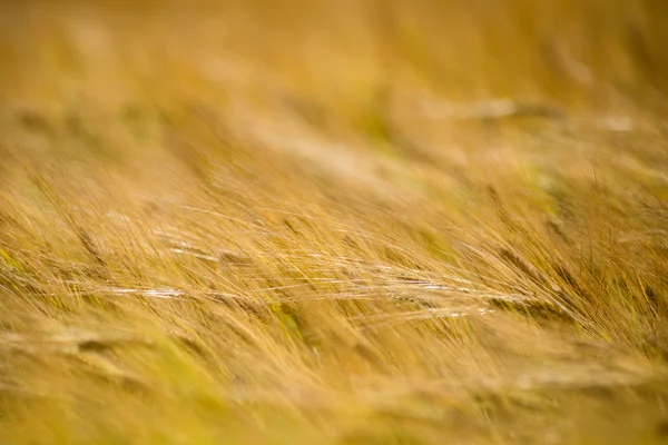 Yellow wheat field close up macro photograph — Stock Photo, Image