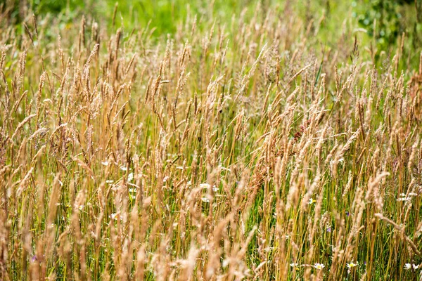 Жовте пшеничне поле крупним планом макрофотографія — стокове фото