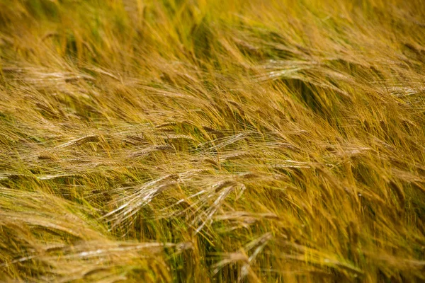 Campo de trigo amarillo cerca macro fotografía —  Fotos de Stock