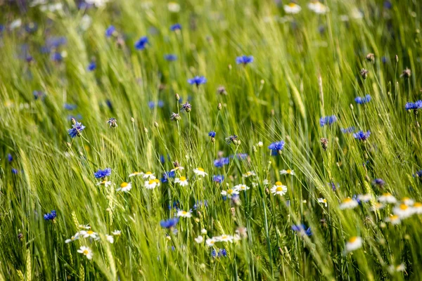 Groene tarweveld close-up macro foto — Stockfoto