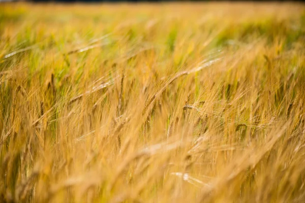 Champ de blé jaune gros plan macro photographie — Photo
