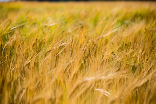 Campo de trigo amarelo fechar macrofotografia — Fotografia de Stock