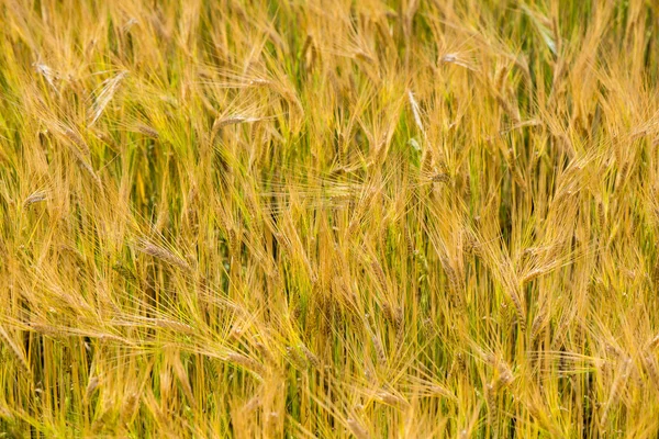 Campo de trigo amarillo cerca macro fotografía — Foto de Stock
