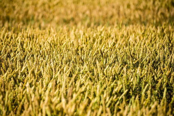 Champ de blé jaune gros plan macro photographie — Photo