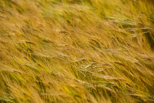 Campo de trigo amarelo fechar macrofotografia — Fotografia de Stock